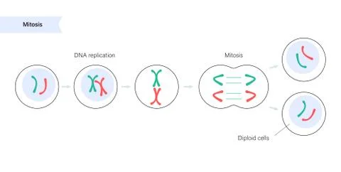 Mitosis cell division. Stock Illustration
