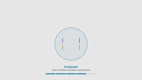 Mitosis Clean No Text Cell Division Diagram Animation Alpha 4K Light Vídeo Stock 339528073
