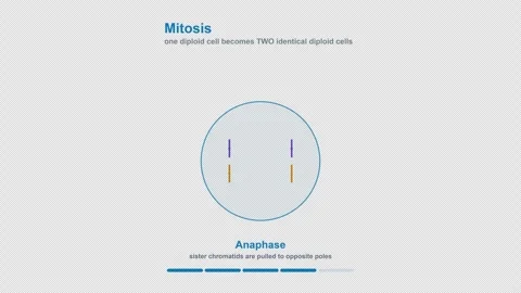 Mitosis Labeled Cell Division Diagram Animation Alpha 4K Light Video stock 339528111