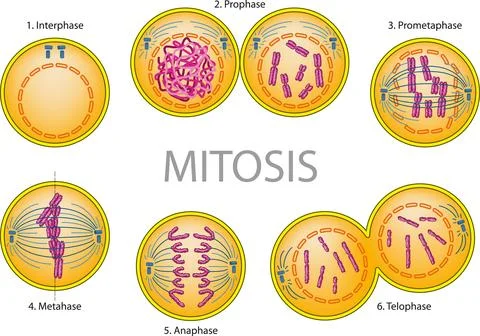 Mitosis Phases Stock Illustration