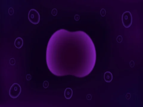 Mitosis, the process of cell division and multiplication Stock Footage 80794896