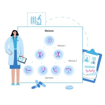Mitosis process concept Stock Illustration