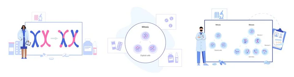 Mitosis process concept Stock Illustration