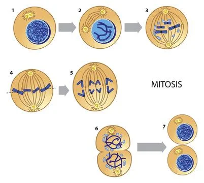 Mitosis process diagram Stock Illustration