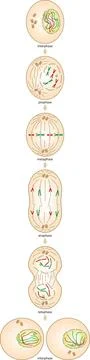Mitosis process diagram Stock Illustration
