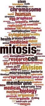 Mitosis word cloud Stock Illustration