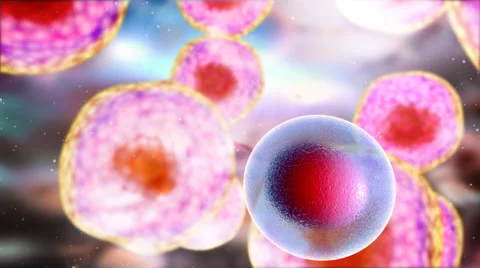 Mitosis.Cellular division under the microscope, stem cells dividing. Human cell, Stock Footage 58797492