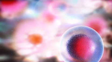 Mitosis.Cellular division under the microscope, stem cells dividing. Human cell, Stock Footage 58799058