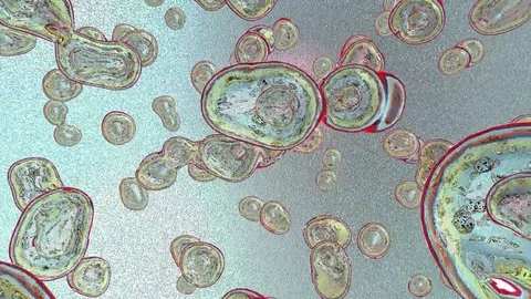 Mitosis.Cellular division under the microscope, stem cells dividing Stock Footage 69114329