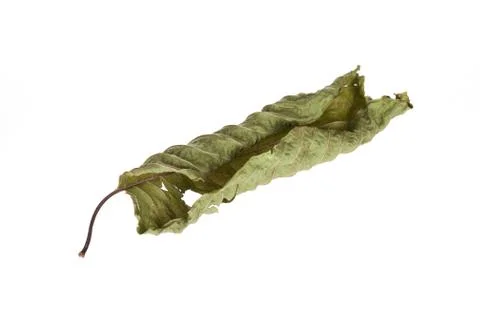 Mitragyna leaf isolate on white background, clipping path Stock Photos