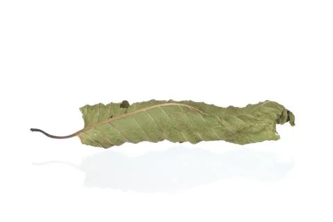 Mitragyna leaf isolate on white background, clipping path Stock Photos