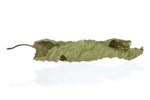 Mitragyna leaf isolate on white background, clipping path Stock Photos