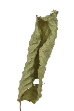 Mitragyna leaf isolate on white background, clipping path Stock Photos