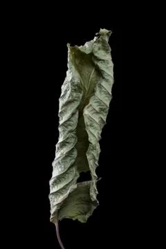 Mitragyna leaf on white background black background clipping path Stock Photos
