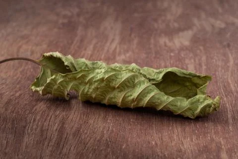 Mitragyna leaf on the wooden, clipping path Stock Photos