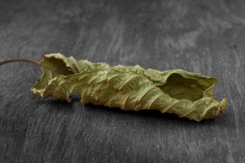 Mitragyna leaf on the wooden, clipping path Stock Photos