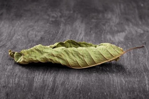 Mitragyna leaf on the wooden, clipping path Stock Photos