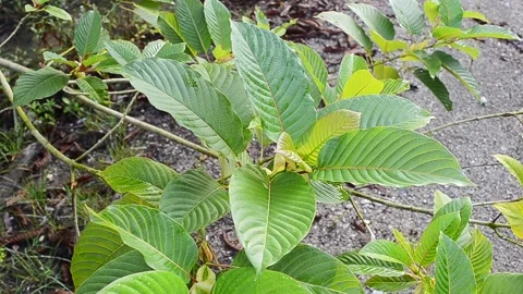 Mitragyna speciosa or kratom Stock Footage 133249459