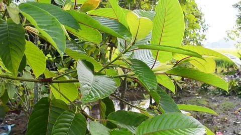 Mitragyna speciosa or kratom Stock Footage 133249504