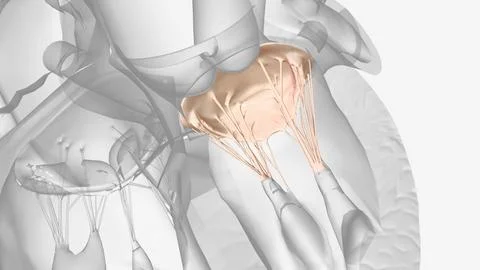 Mitral valve disease is a problem with the valve located between the left hea Stock Illustration