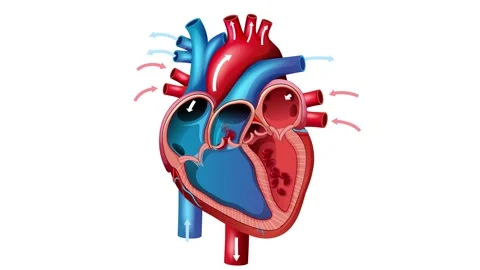 Mitral Valve Prolapse Animation: Heart Function and Flow 스톡 동영상 307909104