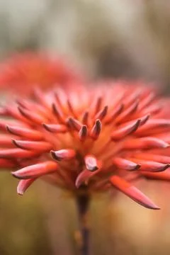 Mitre Aloe . Vertical Foto stock