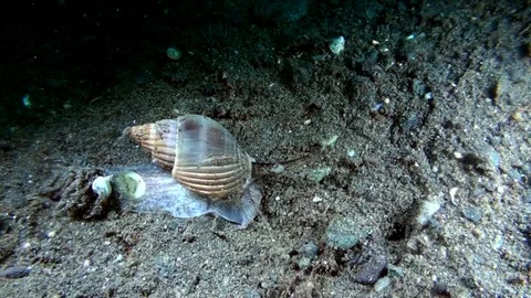 Mitre shells Mitridae on the sand  in Lembeh strait Sulawesi Indonesia . Video stock 90237877