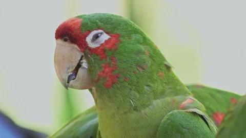 Mitred parakeet with open beak moves tongue and shuts eyes, close-up Video stock 146134123
