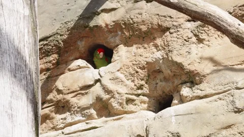 A  Mitred parakeet peeking out of a nesting hole carved in a limestone Video stock 247257057