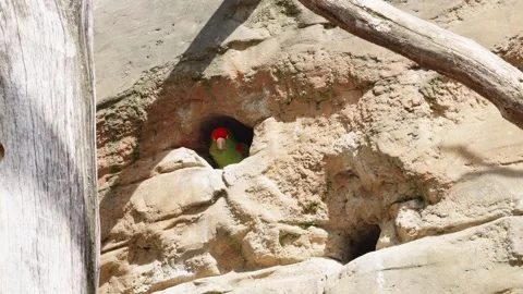 A Mitred parakeet peeking out of a nesting hole carved in a limestone 스톡 동영상 247257253