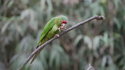 Mitred parakeet sitting on branch, using foot to eat fruit; static shot 库存影片 160454915