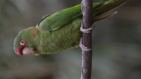 A Mitred Parakeet Vocalizing Perched on a Small Branch with Close up. 库存影片 161212570