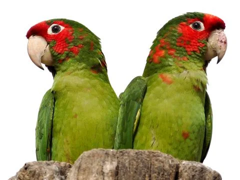 Mitred Parakeets perched isolated on white background Stock Photos