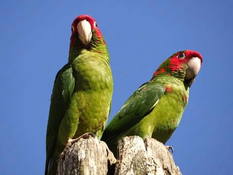 Mitred Parakeets perched on wood post on blue sky background Stock Photos