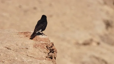 Mitzpe Ramon Vidéo 162389312
