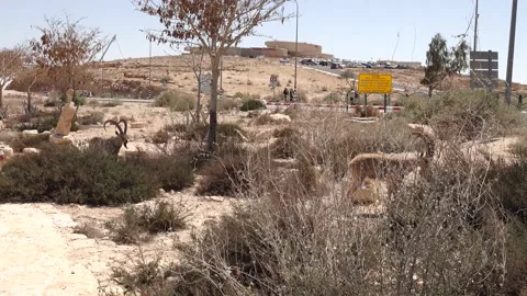 Mitzpe Ramon 스톡 동영상 162391295