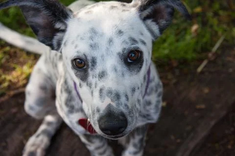 Mix Breed Dalmatian Stock Photos