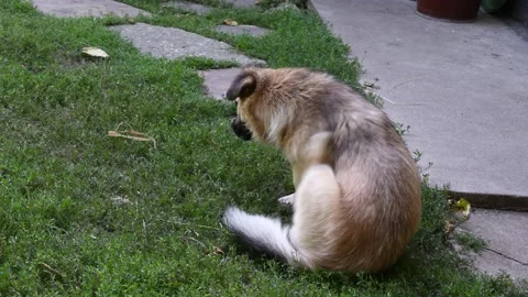 Mix breed dog infested with fleas. The dog itches from parasites 動画素材 141108405