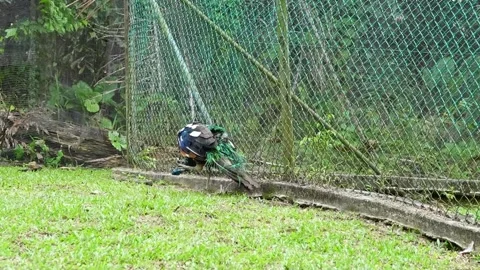 Mix Breed Peacock Routine in Green Park Wildlife Footage 4K Vídeo Stock 335632762