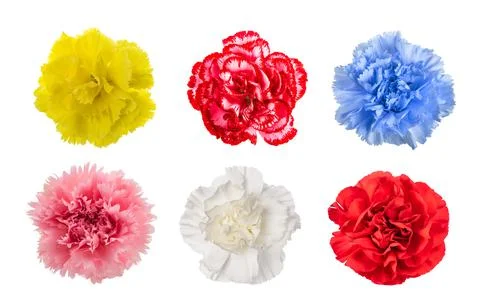 Mix of Carnations Stock Photos