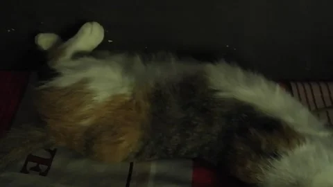 A mix color cat sleeping on the bed dark lighting footage Video stock 326626249