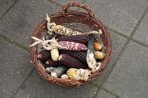 Mix corn maize Stock Photos