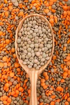 Mix of different lentil types. Super foods Stock Photos
