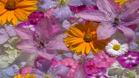 Mix of flowers on the water surface Video stock 99453793