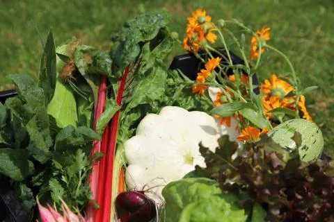 Mix of fresh vegetables Stock Photos