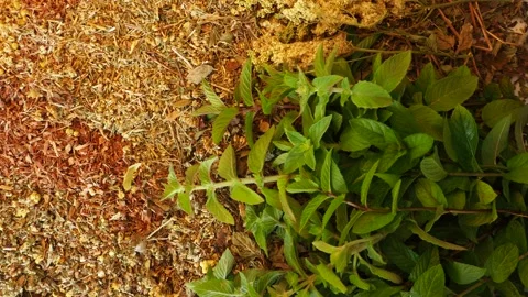 Mix of healing herbs close up Stock Footage 135588678