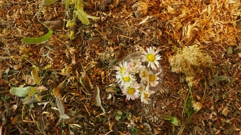Mix of healing herbs close up 스톡 동영상 135592285