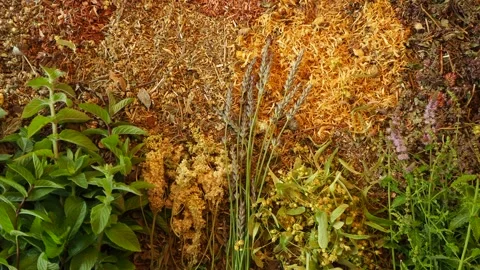 Mix of healing herbs close up Video stock 135592727