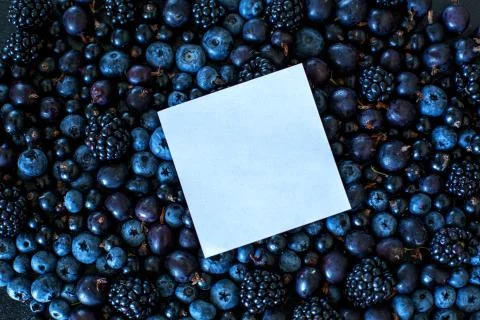 Mix layout set of different types of black berries with place for text. Styli Stock Photos