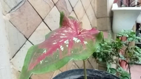 Mix leaf colour Stock Footage 217368635